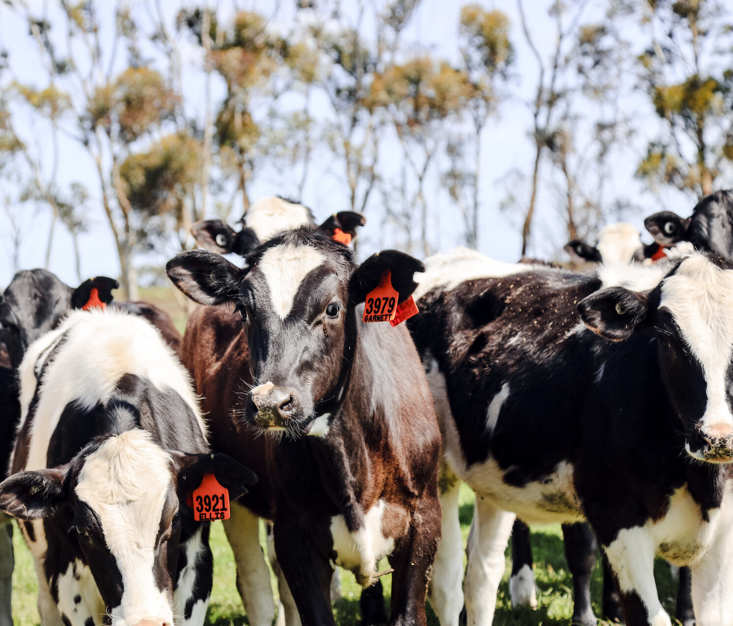 The impact of El Niño on your farm insurance